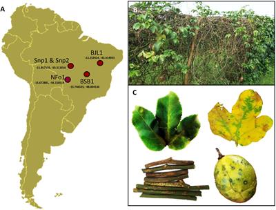 Passion Fruit Green Spot Virus Genome Harbors a New Orphan ORF and Highlights the Flexibility of the 5′-End of the RNA2 Segment Across Cileviruses